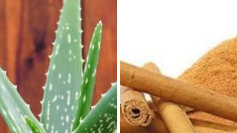 Le diabète, une maladie en pleine expansion : la phytothérapie comme alliée