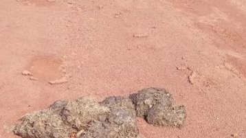 Forêt gabonaise&nbsp;: le fiacre d’éléphant, un engrais naturel aux multiples vertus