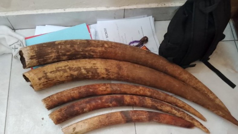 Trois personnes interpellées avec cinq pointes d’ivoire à Port-Gentil