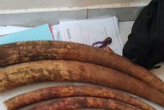 Trois personnes interpellées avec cinq pointes d’ivoire à Port-Gentil