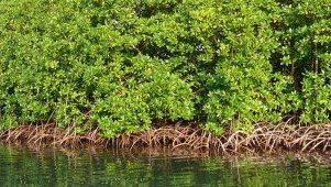 Mangrove Day 2025 : Libreville et Port-Gentil s’unissent pour protéger un trésor écologique