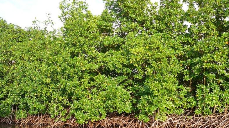 Mangrove Day 2025 : Libreville et Port-Gentil s’unissent pour protéger un trésor écologique