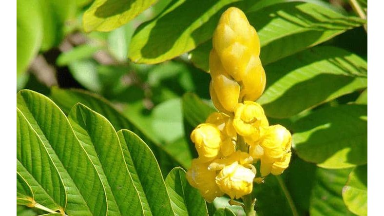 Constipation&nbsp;: causes, conséquences et solutions naturelles