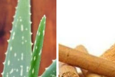 Le diabète, une maladie en pleine expansion : la phytothérapie comme alliée